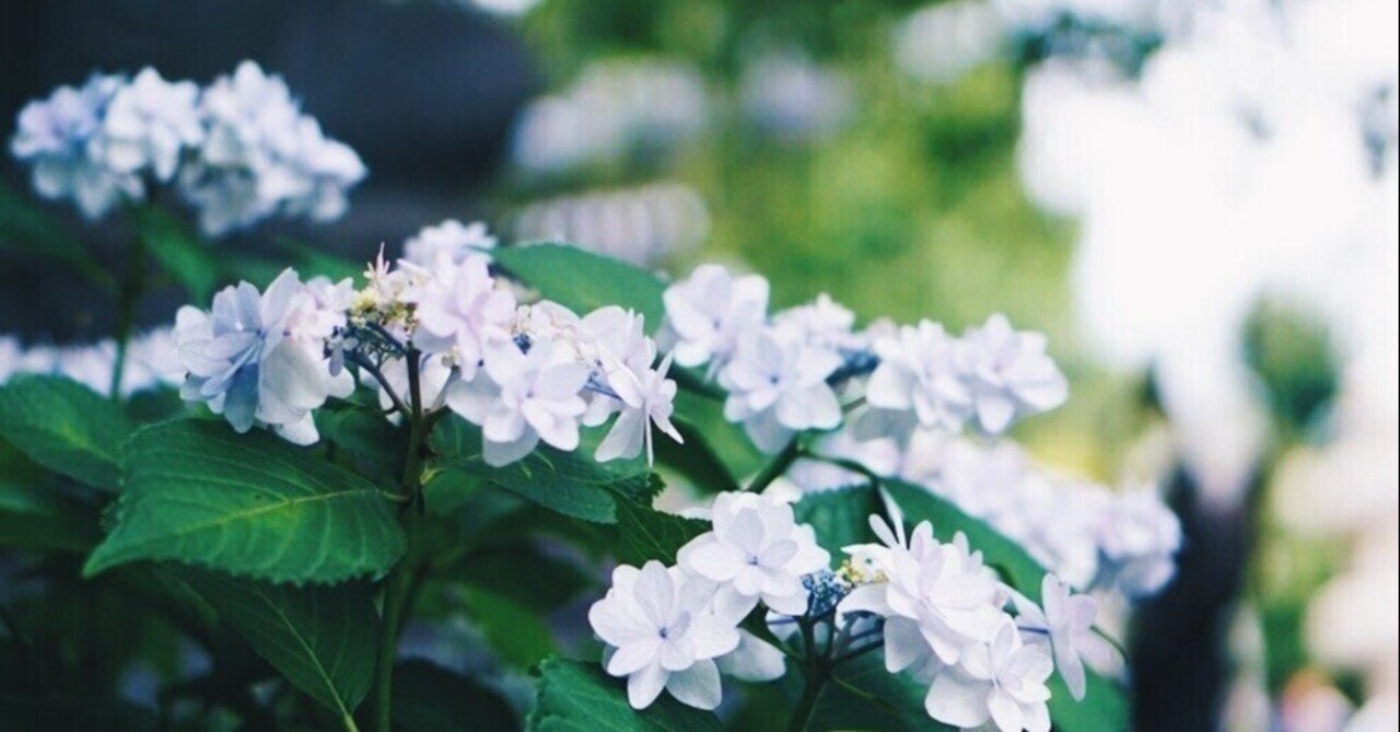 箒で床を掃く時の小気味よい音 地面の感触 やっぱり好きです Makoto Shirasu Note 箒で床を掃く時の小気味よい音 地面の感触 やっぱり好きです Makoto Shirasu Note