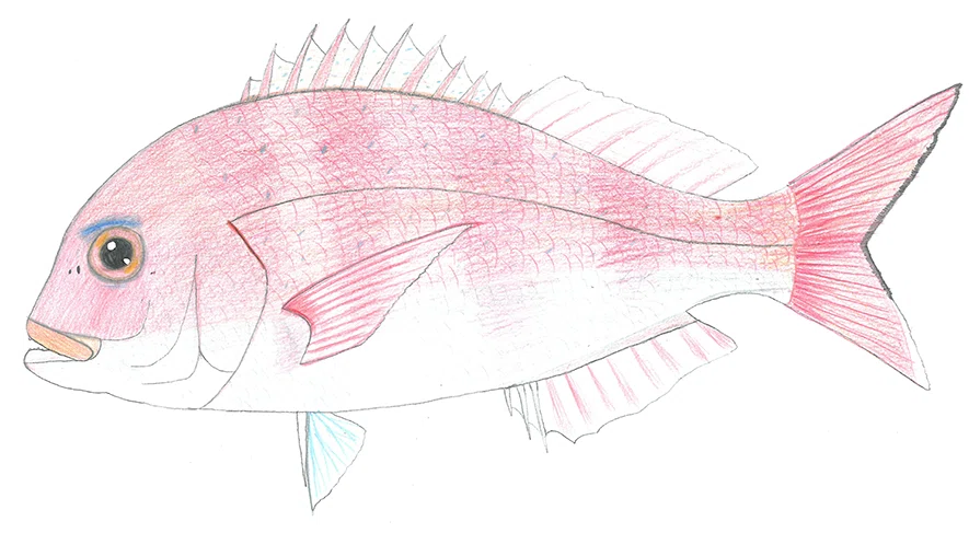 ととけん1級史上最年少合格 伊藤柚貴のおいしいお魚でなに作る 第1回 春のお魚を食べてみよう Kadokawa児童書ポータル ヨメルバ Note