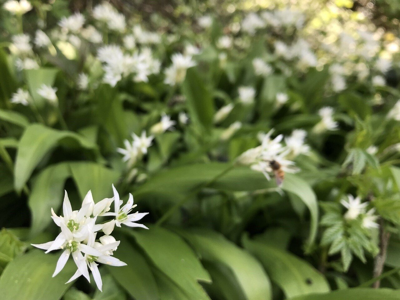 ニラ に 似 た 花 ニラ に 似 た 花