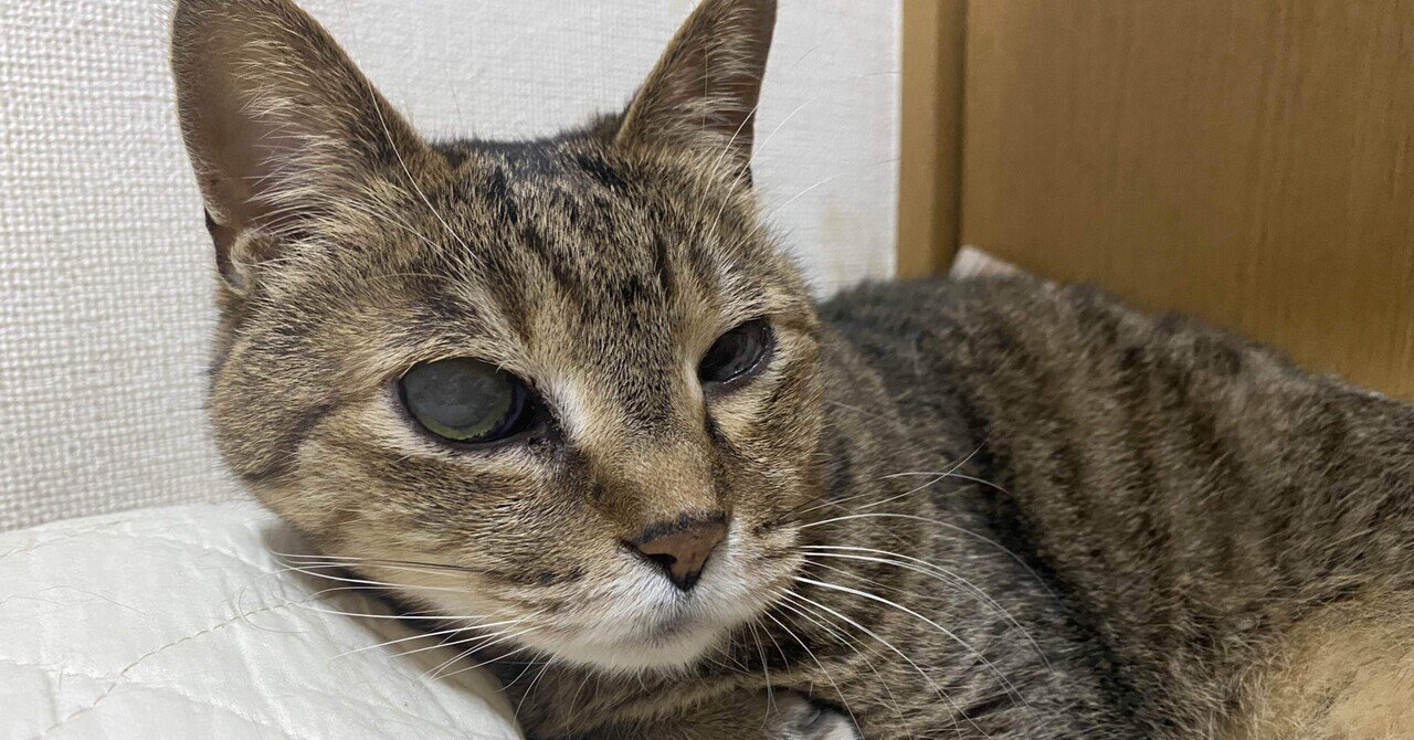 猫ヘルペス」の新着タグ記事一覧｜note u2015u2015つくる、つながる、とどける。