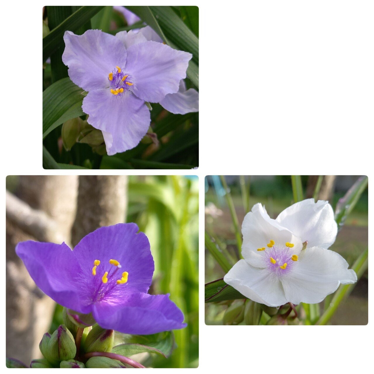 3色のムラサキツユクサ 好きな色はどれですか 柘榴 Note