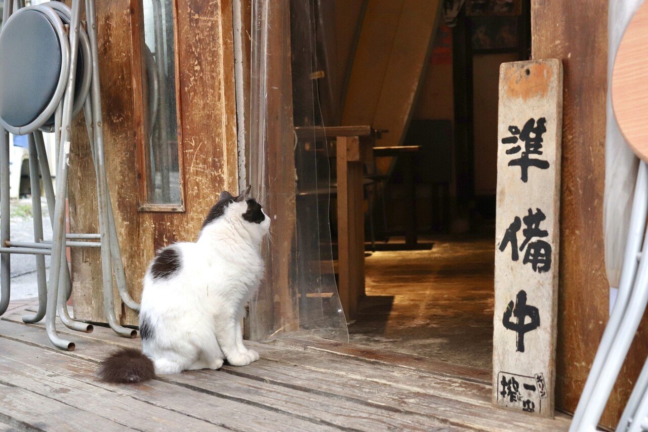 那覇のマチグヮーのネコたち｜舟田琉人の商店街日記