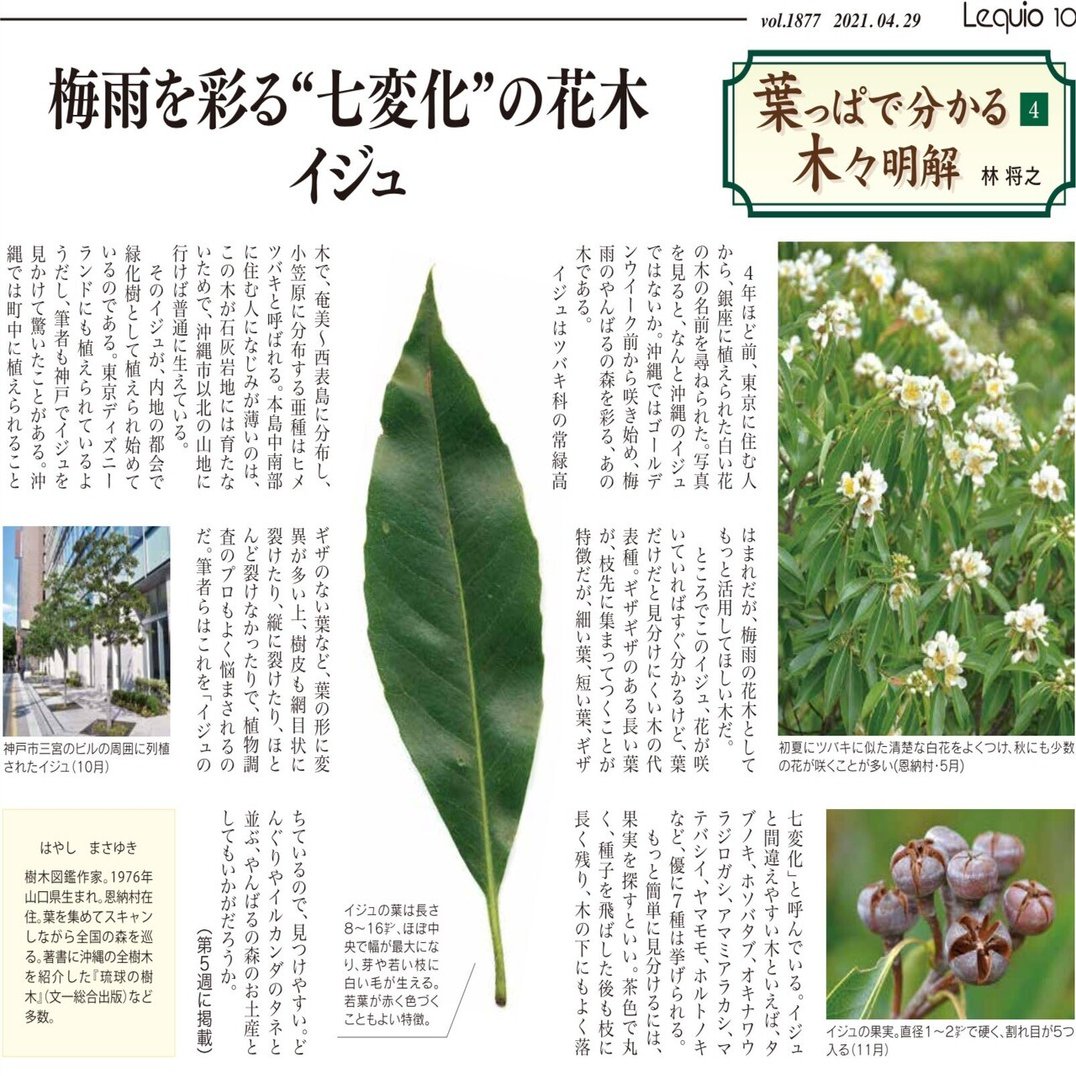 梅雨を彩る 七変化 の花木 イジュ 林 将之 Masayuki Hayashi Note