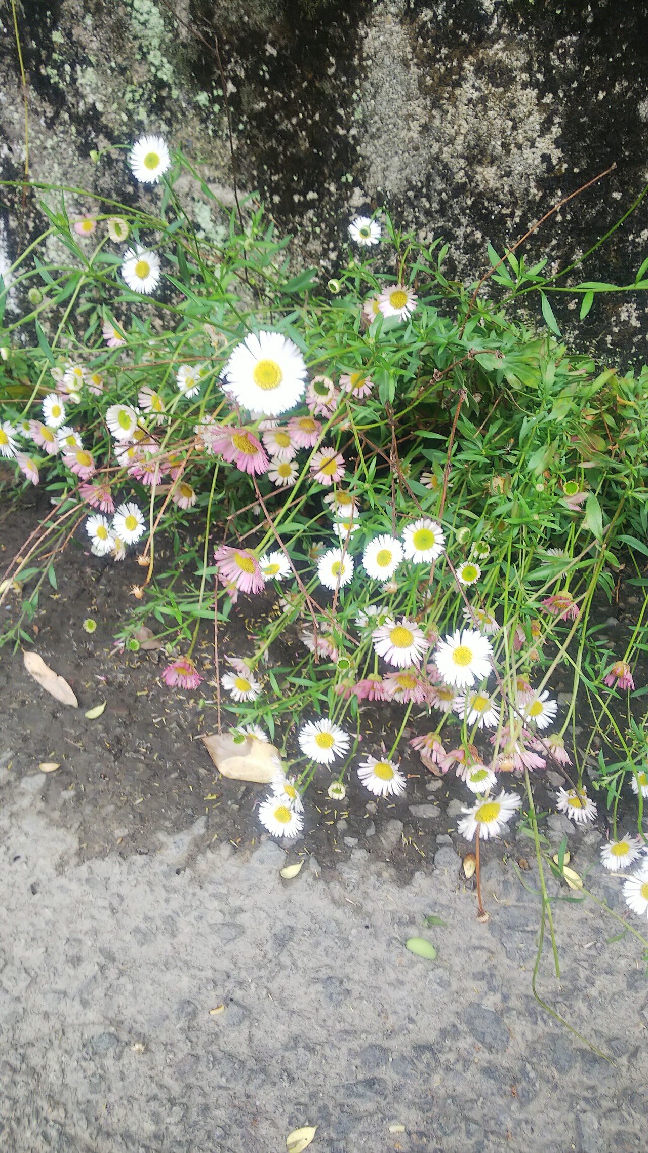 ⑤mk 様 〖音の絵〗 ペラペラヨメナ ブラック ⑤mk 様 〖音の絵〗 ペラペラヨメナ ブラック ペラペラヨメナ