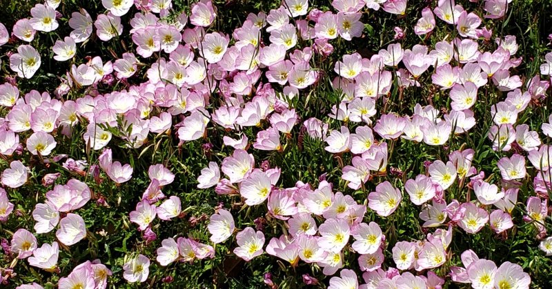 ピンクのネモフィラ Junco Note ピンクのネモフィラ Junco Note