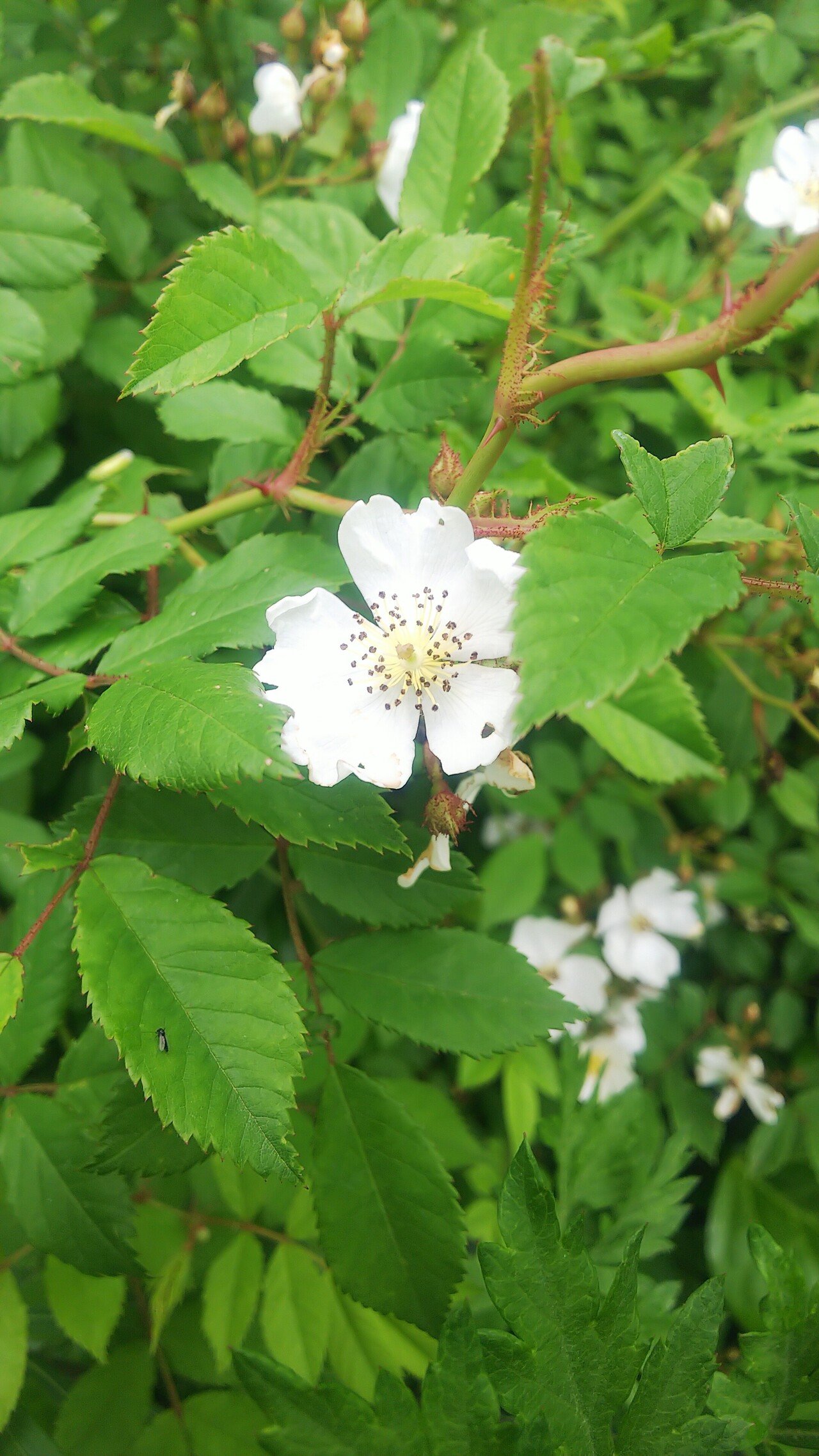 ノイバラ ノイバラ｜あおはくたき