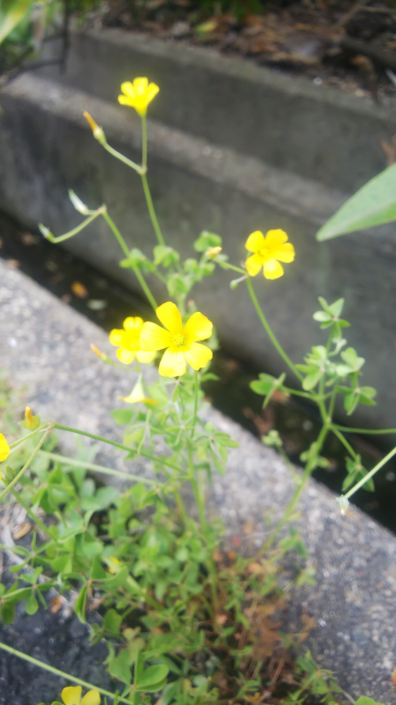 カタバミ あおはくたき Note