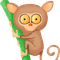 tarsier