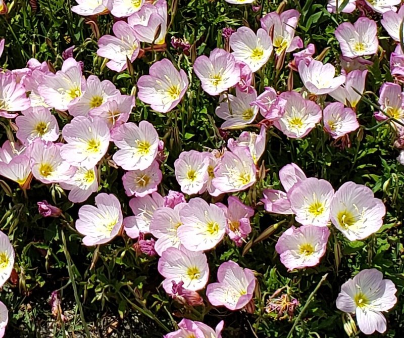 ピンクのネモフィラ Junco Note ピンクのネモフィラ Junco Note