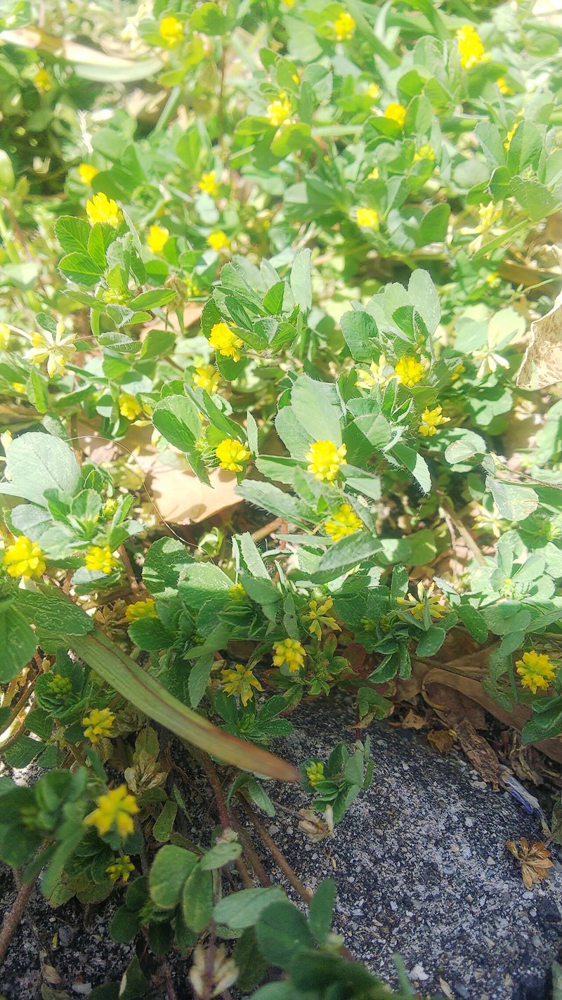 コメツブウマゴヤシ あおはくたき Note コメツブウマゴヤシ あおはくたき Note