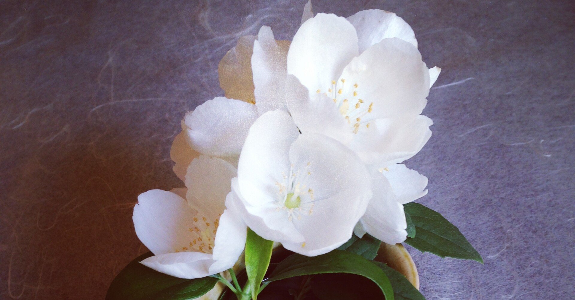 Vol 03 書き出しに添える初夏の花 手紙の助け舟 喫茶手紙寺分室 Note