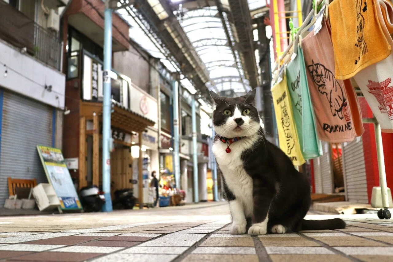 那覇のマチグヮーのネコたち｜舟田琉人の商店街日記