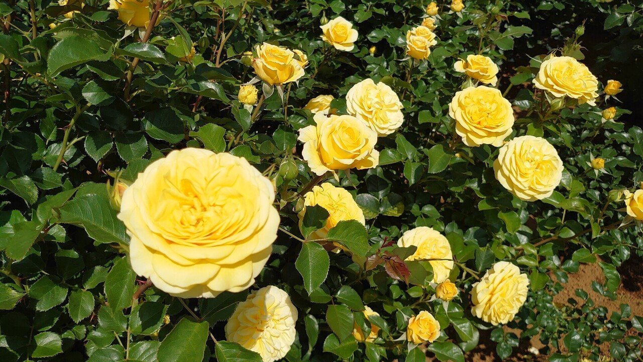 バラの歴史から見たマリア様がみてる「マリア様がみてる」と「ノイバラ