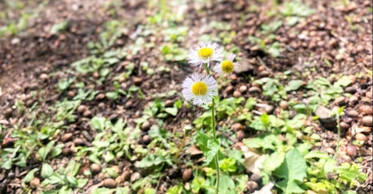 草花あそび 摘んでいい花 だめな花 谷川さや花 Note