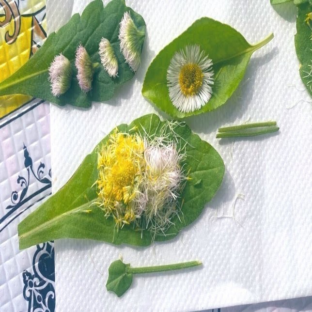 草花あそび 摘んでいい花 だめな花 谷川さや花 Note