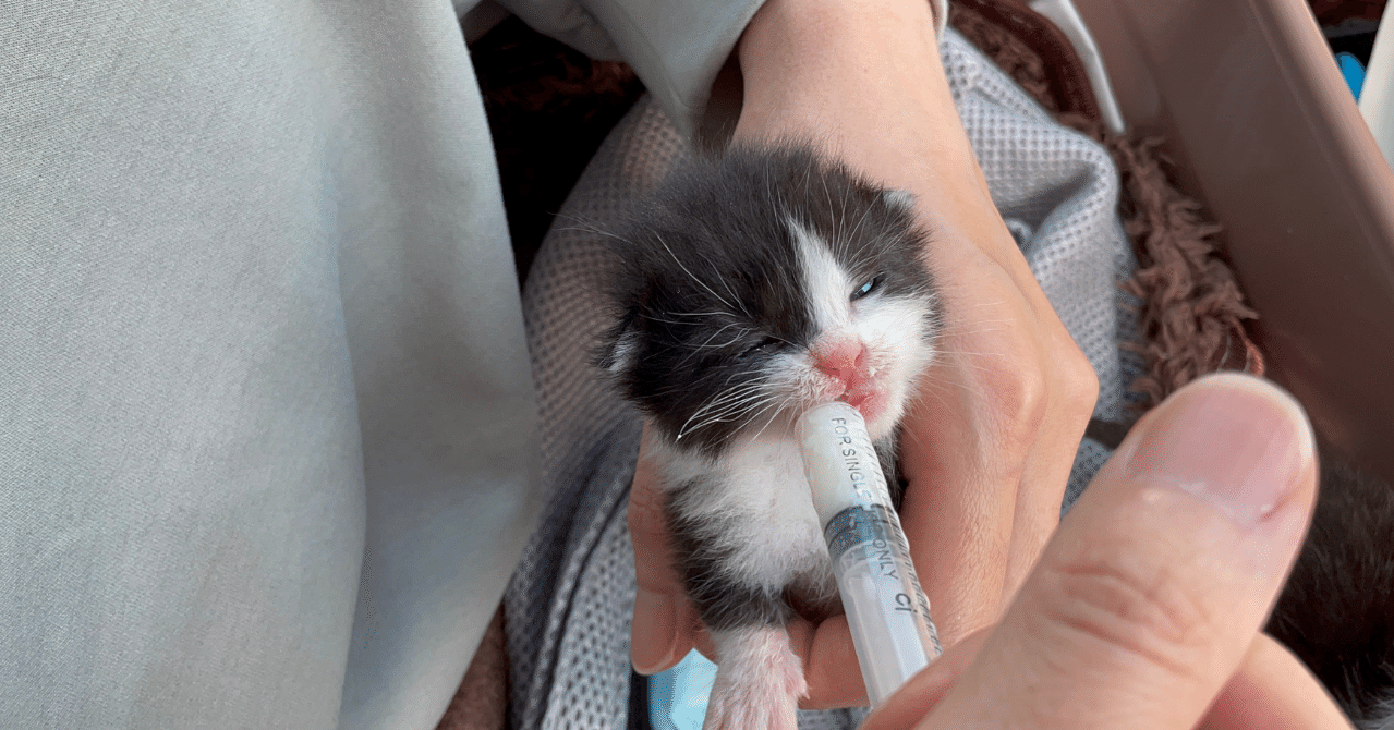 育児放棄された子猫 ネコデア ねこをテーマにアイデアをカタチに Note 育児放棄された子猫 ネコデア ねこをテーマにアイデアをカタチに Note