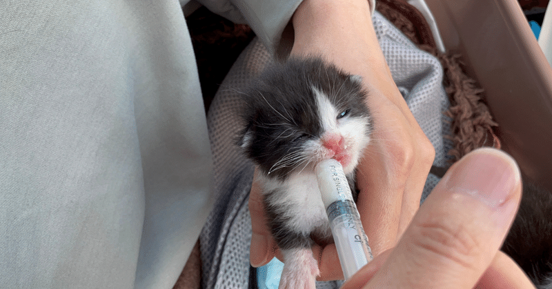 育児放棄された子猫 ネコデア ねこをテーマにアイデアをカタチに Note 育児放棄された子猫 ネコデア ねこをテーマにアイデアをカタチに Note