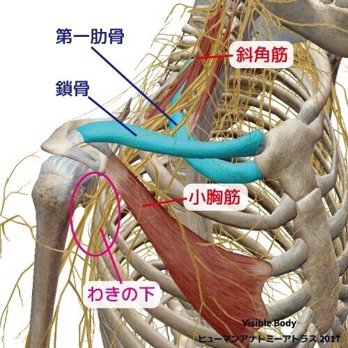 胸郭出口