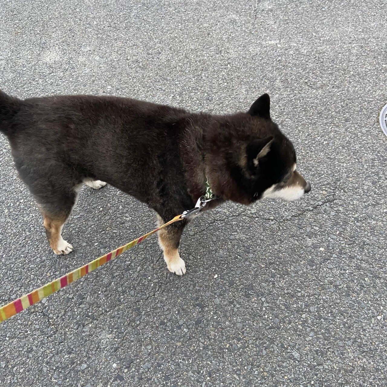 仕事終わったので 散歩中です 疲れた 散歩はストレス発散ですね Notememo Note Noteの使い方 相互フォロー 相互フォロー募集 いいねよろしく 毎日note 毎日更新 Sin0923 Note 音声配信 スタエフ 毎日更新 フォロバ100 Note