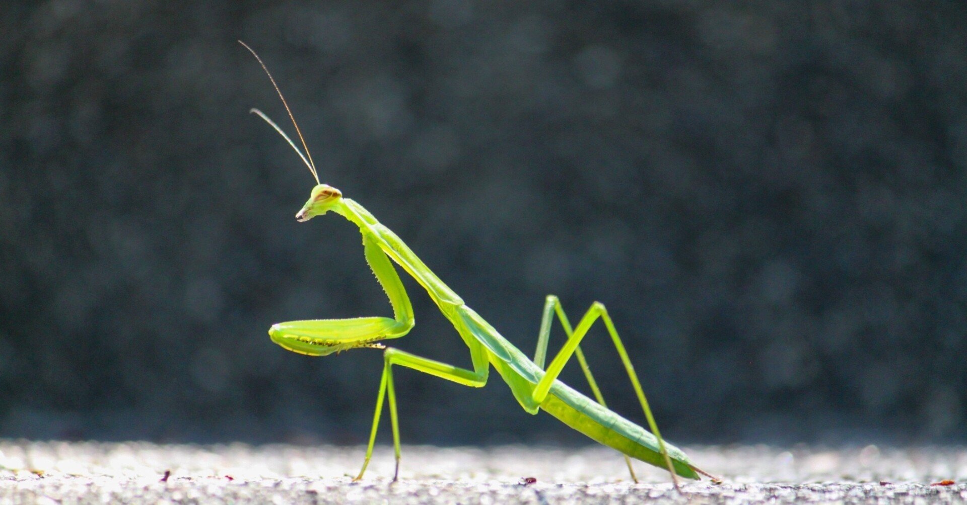 簡略版 本の紹介 005 新版 ファーブルこんちゅう記 小峰書店 小池陽慈 Note