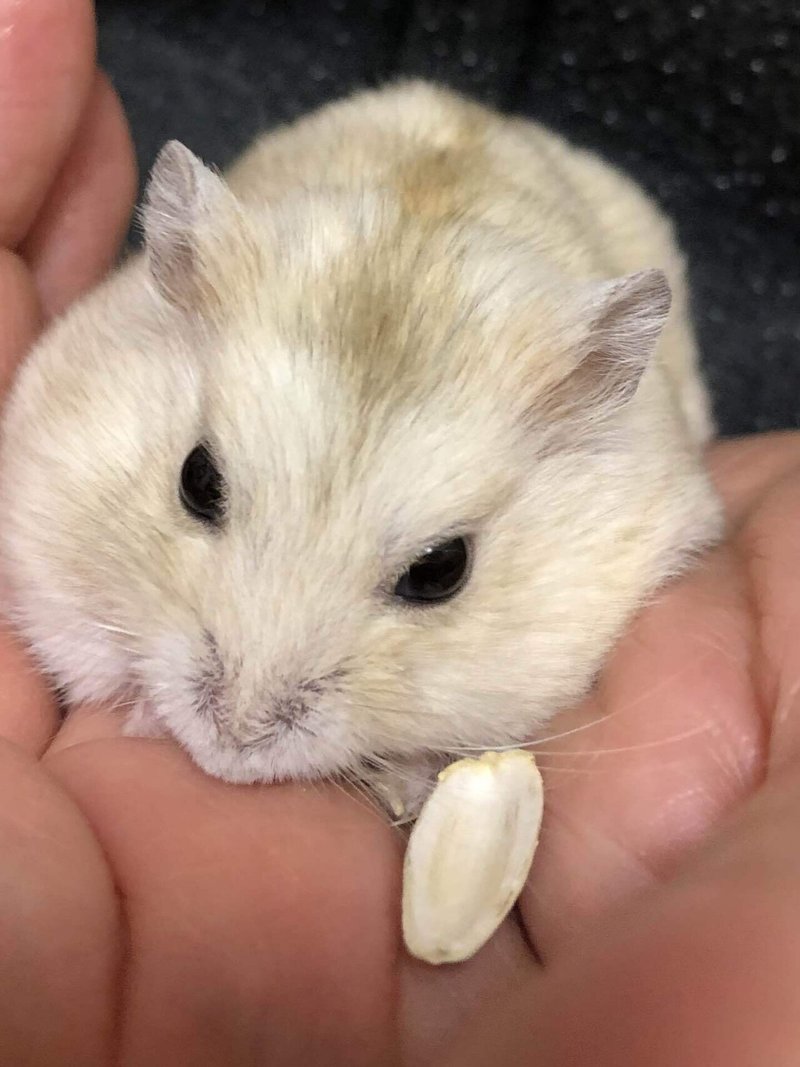 自由な飼い主の研究レポート Saya Note 自由な飼い主の研究レポート Saya Note