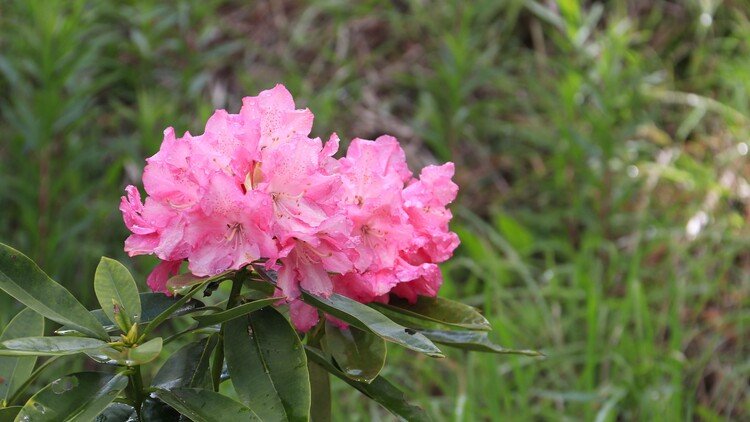 シャクナゲは「高嶺の花」と呼ばれる高山植物。旧鹿野町の町花でもあります。