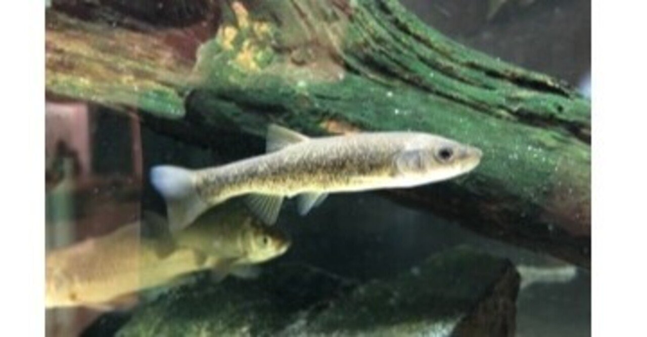 ちょぼ先生の自己流おさかな図鑑 Vol 38 ちょぼ先生 Note学校 サイエンス学科 Note