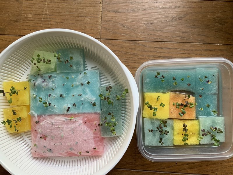 エッセイその101 野菜作り 5 水耕栽培に新人 ガラパゴス諸島から来た日本語教師 Tamadoca Note エッセイその101 野菜作り 5 水耕栽培に新人 ガラパゴス諸島から来た日本語教師 Tamadoca Note
