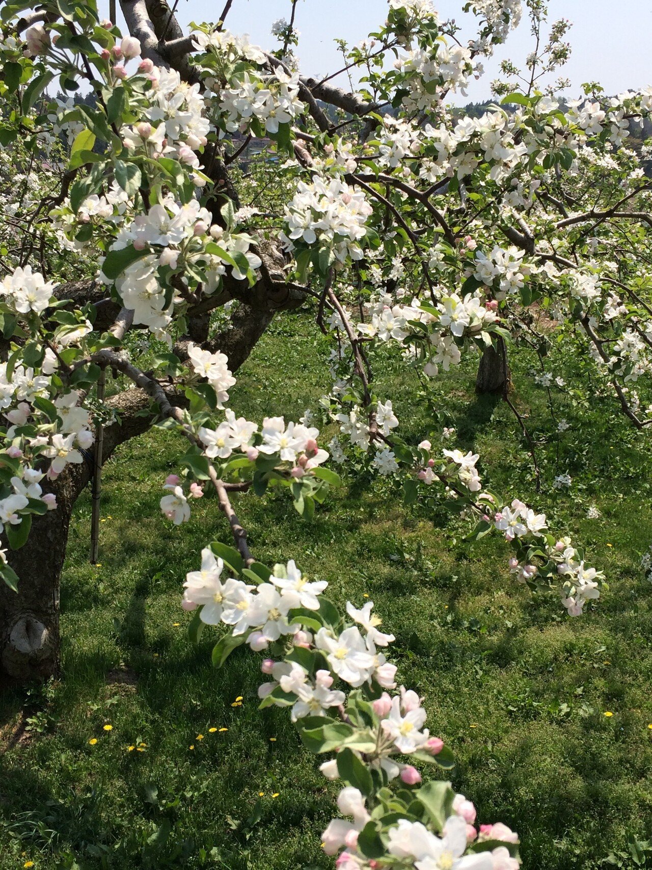 青森 津軽のリンゴ畑 Bitbeans Note