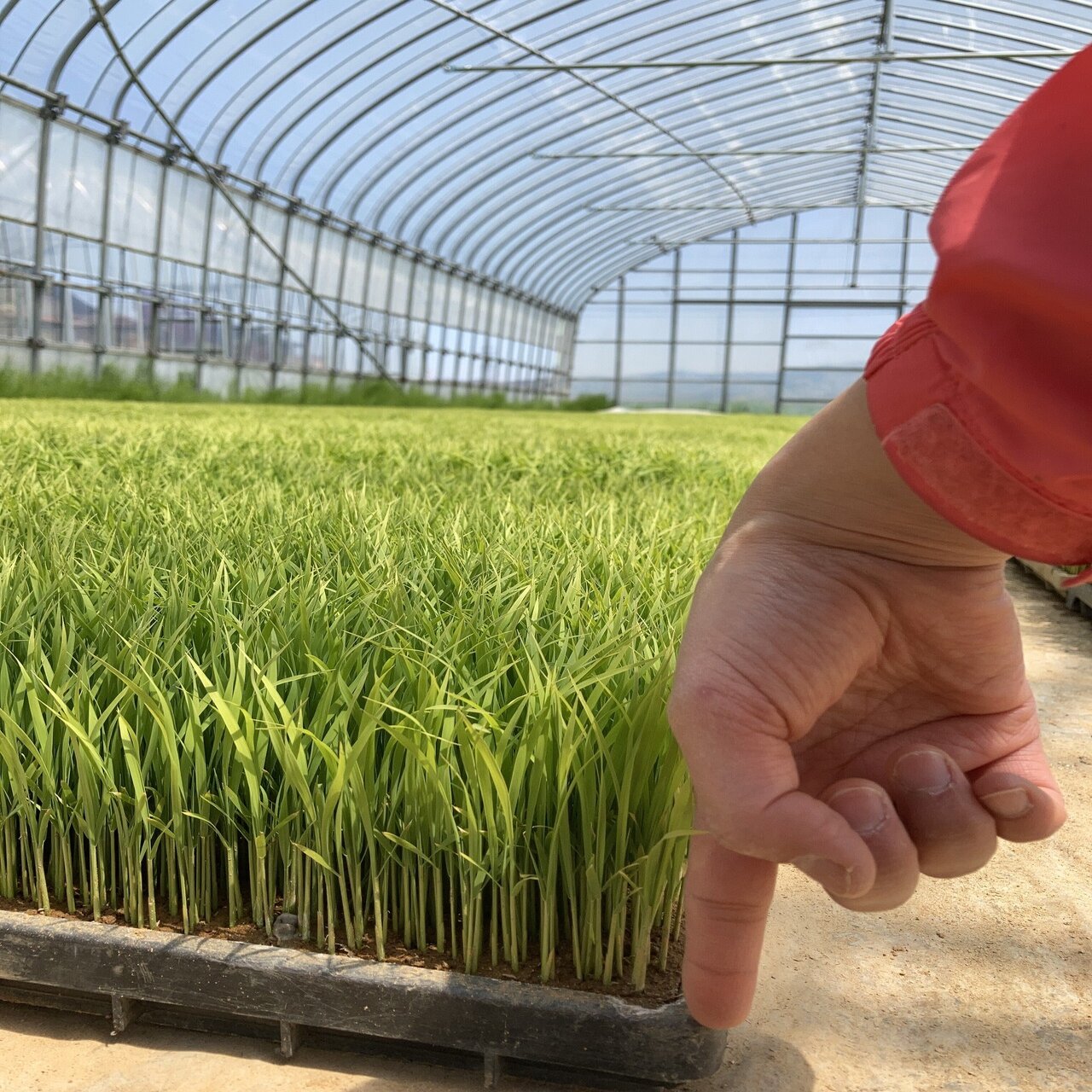 インド稲穂分け台 農機具 インド稲穂分け台 農機具 インド稲穂分け台 農機具 インド稲穂