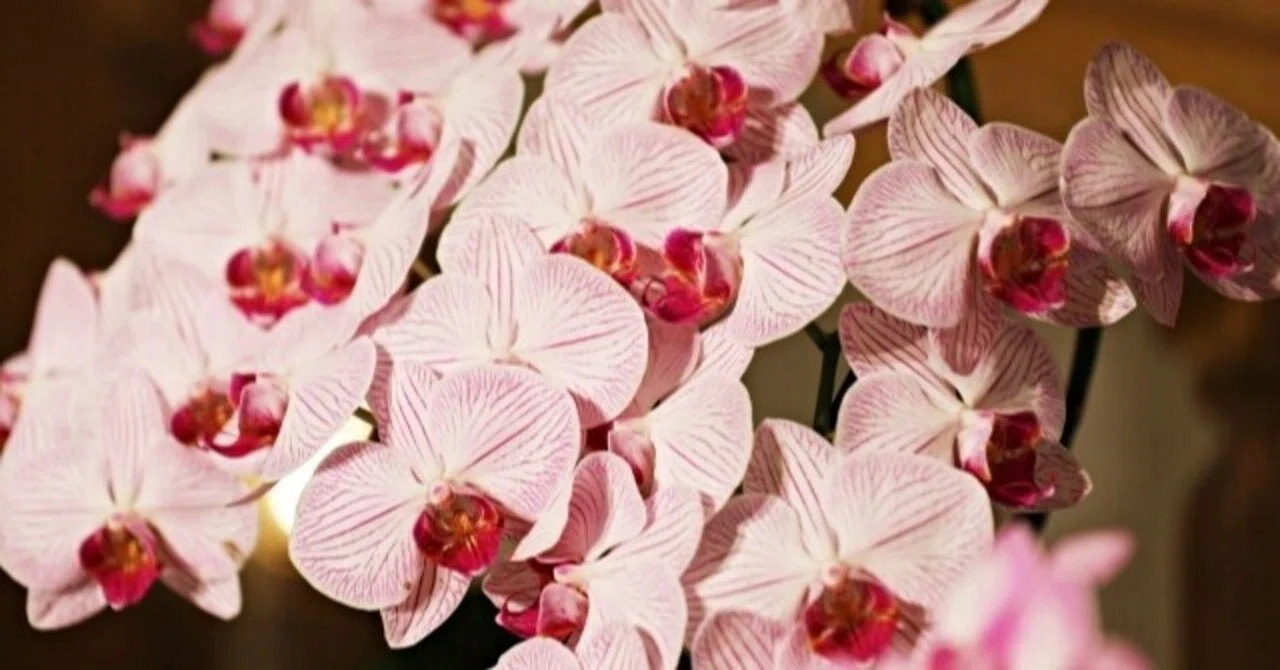 祖母の米寿を祝って花を贈った話 日比谷花壇のお得な使い方 やどかり 初心者1 0万円投資家 目指せfire Note 祖母の米寿を祝って花を贈った話 日比谷花壇のお得な使い方 やどかり 初心者1 0万円投資家 目指せfire Note