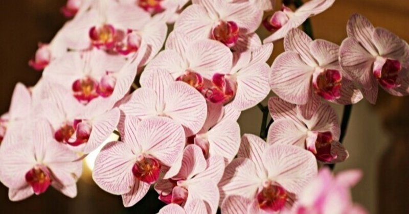 祖母の米寿を祝って花を贈った話：日比谷花壇のお得な使い方