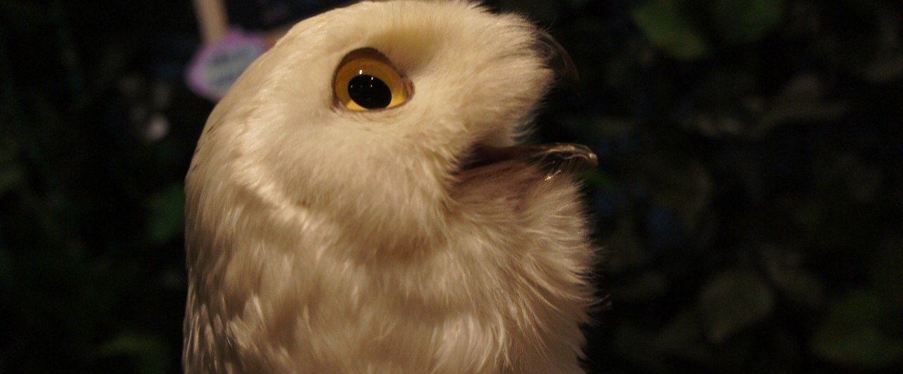 フクロウの耳の位置は左右でずれているというのは本当か 白イタチ Note フクロウの耳の位置は左右でずれているというのは本当か 白イタチ Note