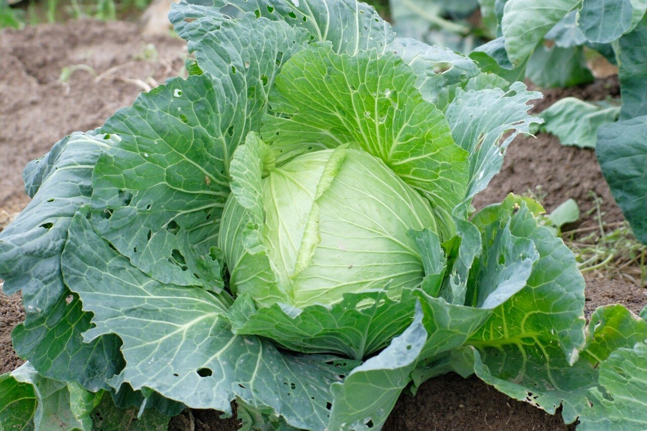 コラム 新 食べもの通信17 キャベツ 食べる薬 と呼ばれるほどに豊富な栄養が詰まっています 世論時報 Note コラム 新 食べもの通信17 キャベツ 食べる薬 と呼ばれるほどに豊富な栄養が詰まっています 世論時報 Note