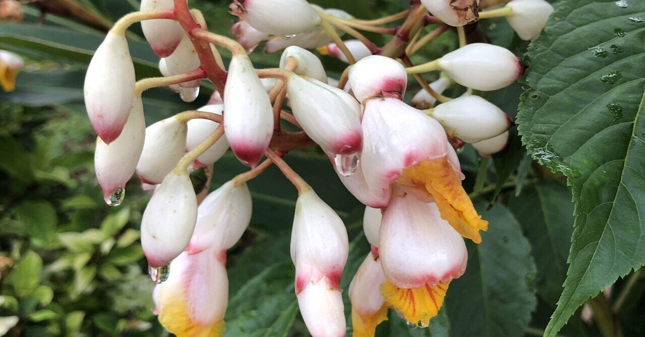 月桃の花 歌詞 Emy Note 月桃の花 歌詞 Emy Note