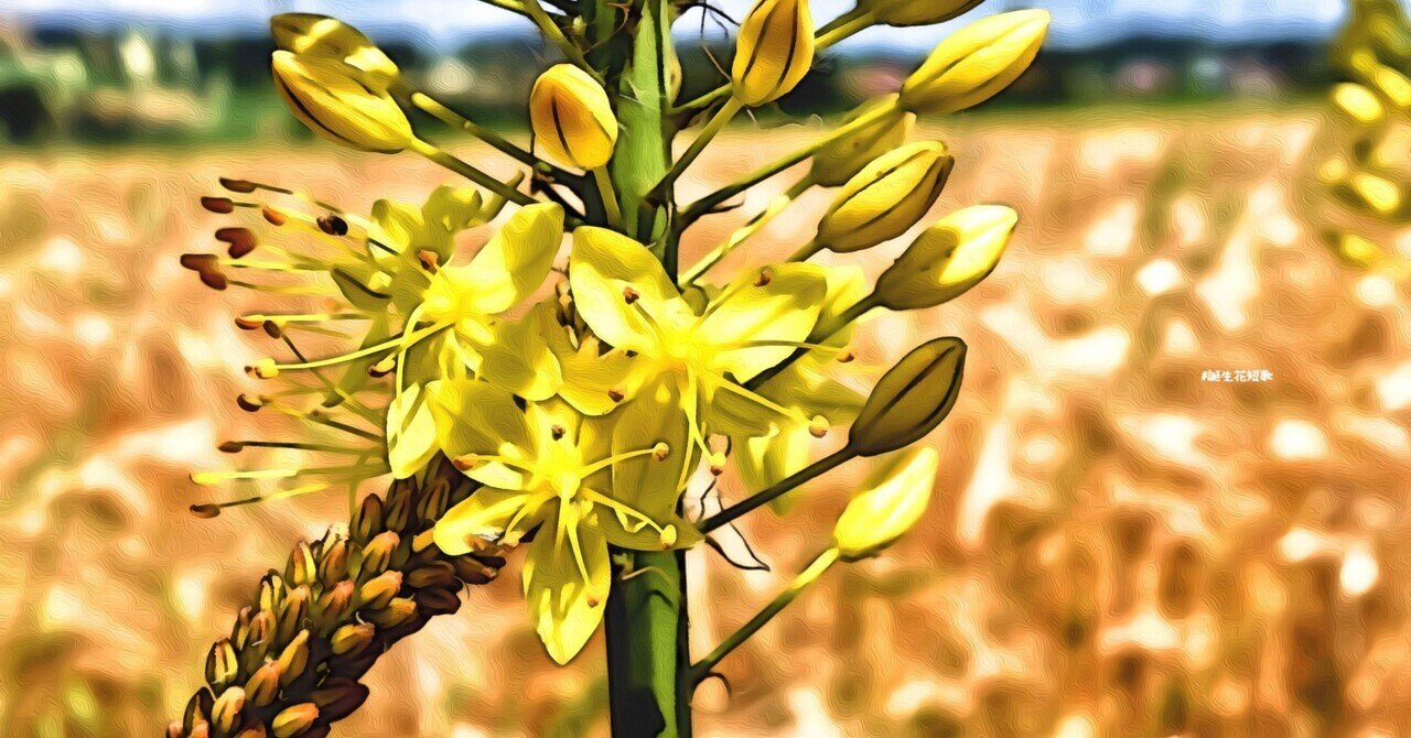 5月11日 誕生花は狐尾百合 誕生花短歌 御子柴 流歌 Note 5月11日 誕生花は狐尾百合 誕生花短歌 御子柴 流歌 Note