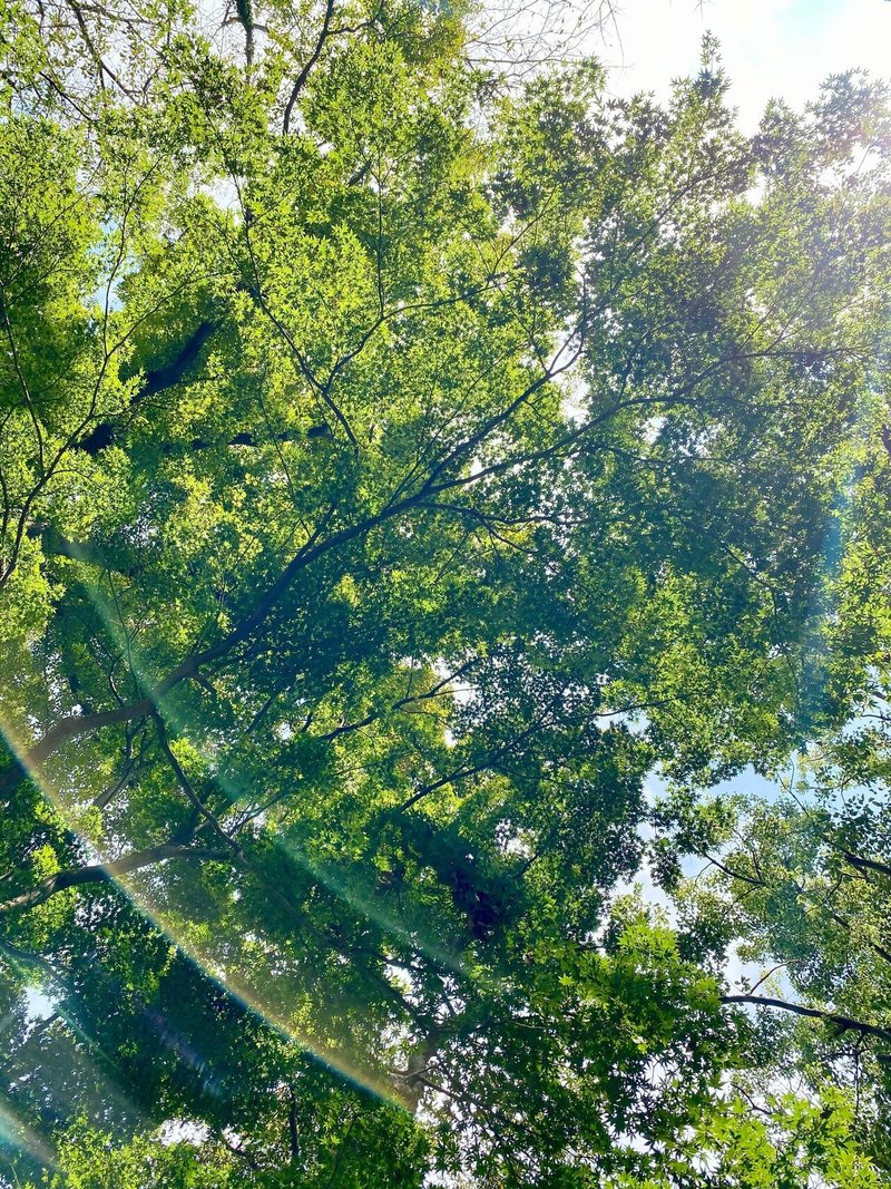 映画 グレイテスト ショーマン そして 西野博之さん きたはらいく Iku Kitahara Note