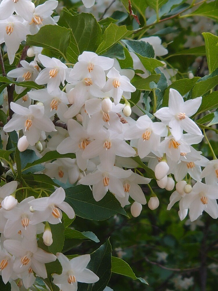 花の名前教えて下さい