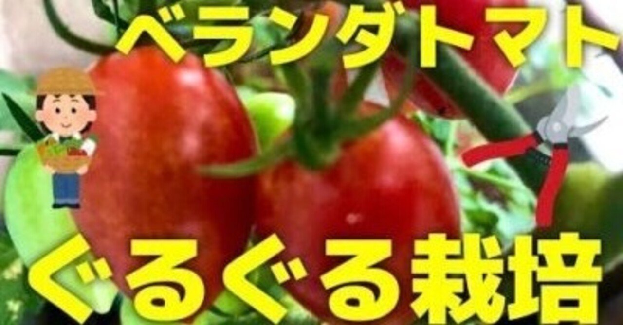アサガオ支柱で省スペース化 ミニトマトぐるぐる栽培の整枝と誘引 井上寅雄農園 井上隆太朗 Note