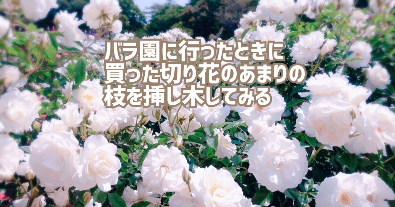 買ったバラの切り花を挿し木する ぺこりのねいろ Note