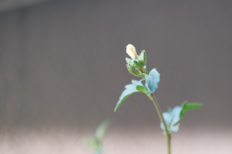 風車の羽根のようなルッコラの花 ハタモト Note