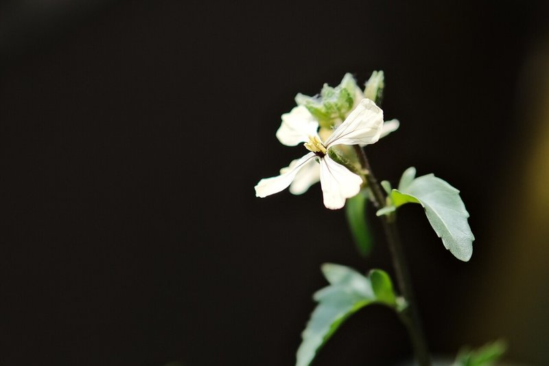 風車の羽根のようなルッコラの花 ハタモト Note