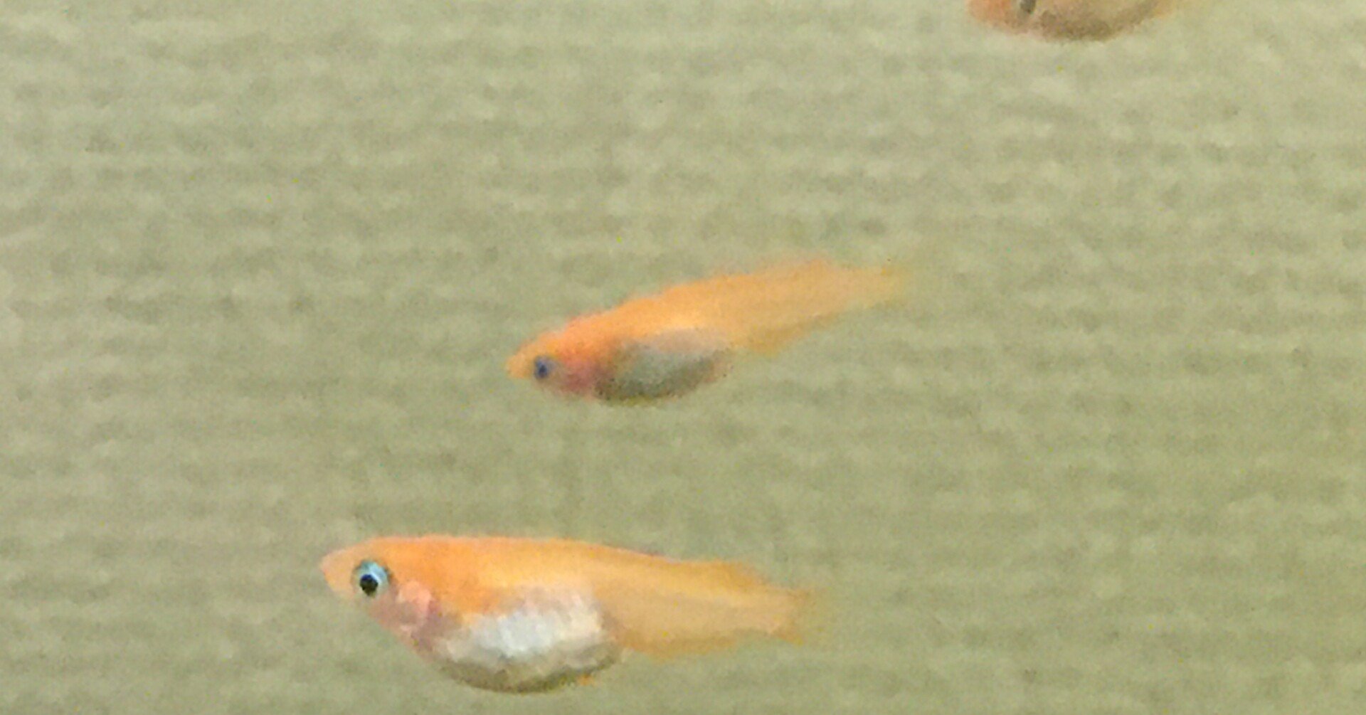 No 91 60cm水槽のメダカ振り返り 水槽初心者 Note