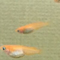 No 5 メダカたちが アクアポニックス 水槽初心者 Note