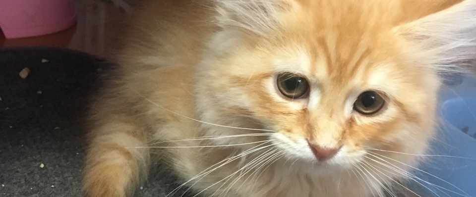 夫が猫アレルギーだけど猫かった Rinko Note