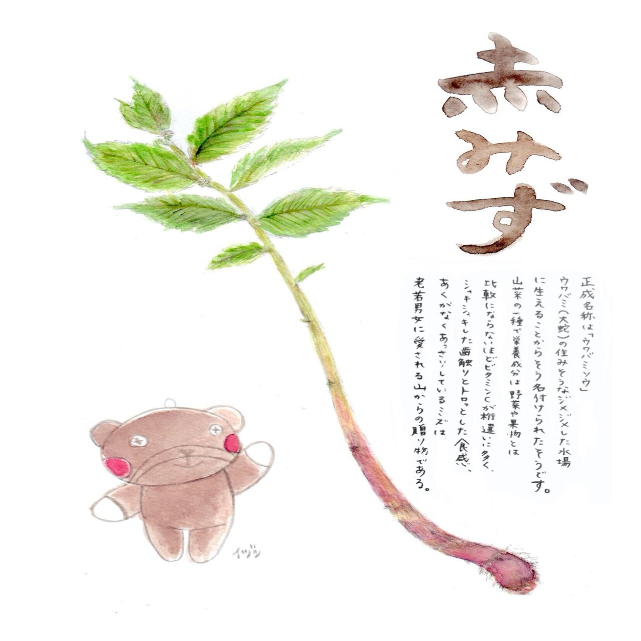 春の山菜 みずの浅漬け イヅツ Note