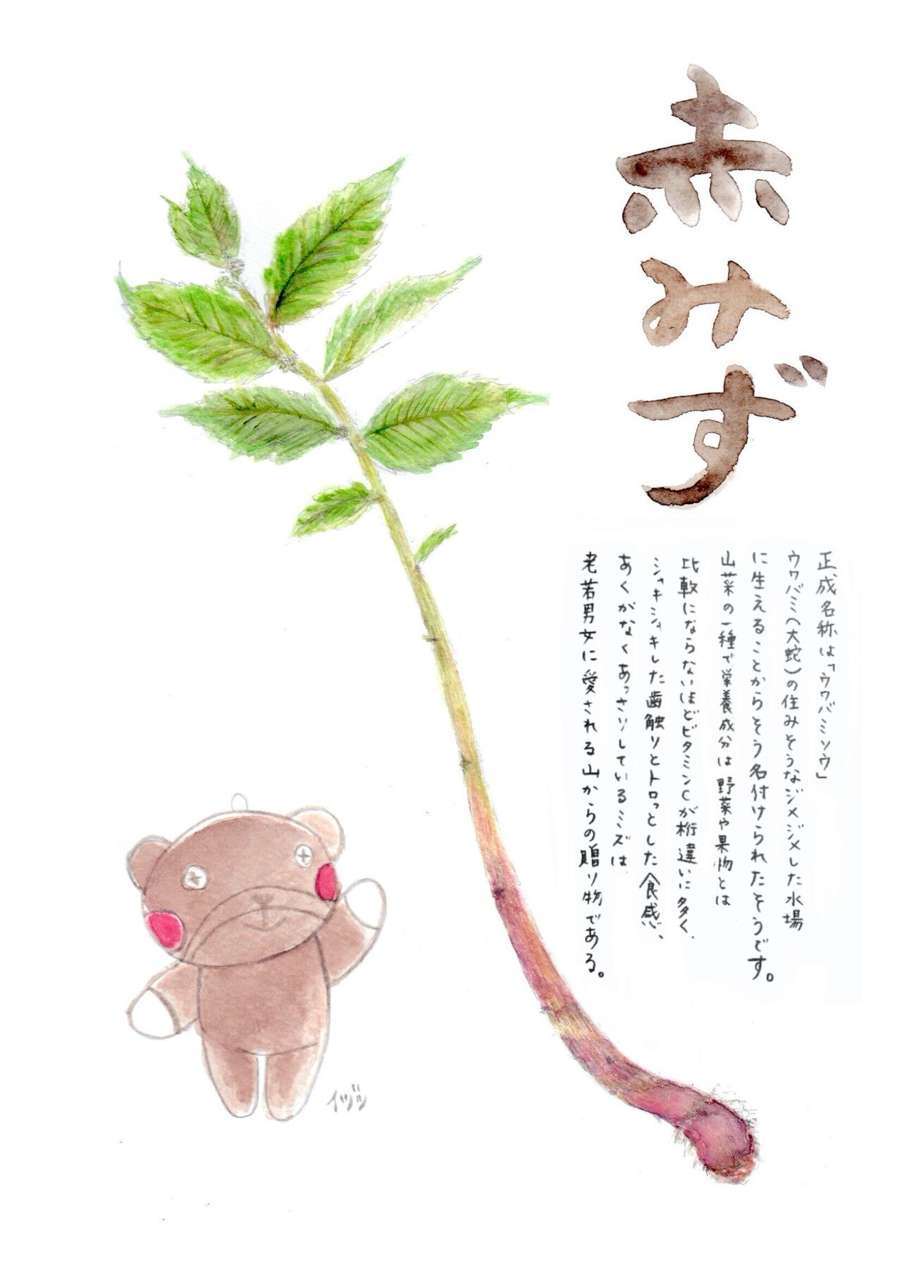 春の山菜 みずの浅漬け イヅツ Note 春の山菜 みずの浅漬け イヅツ Note