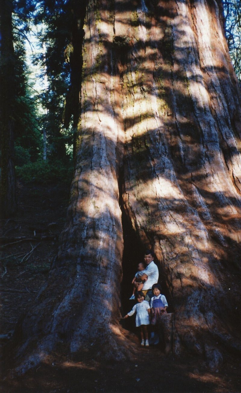 アメリカ巨木1家族