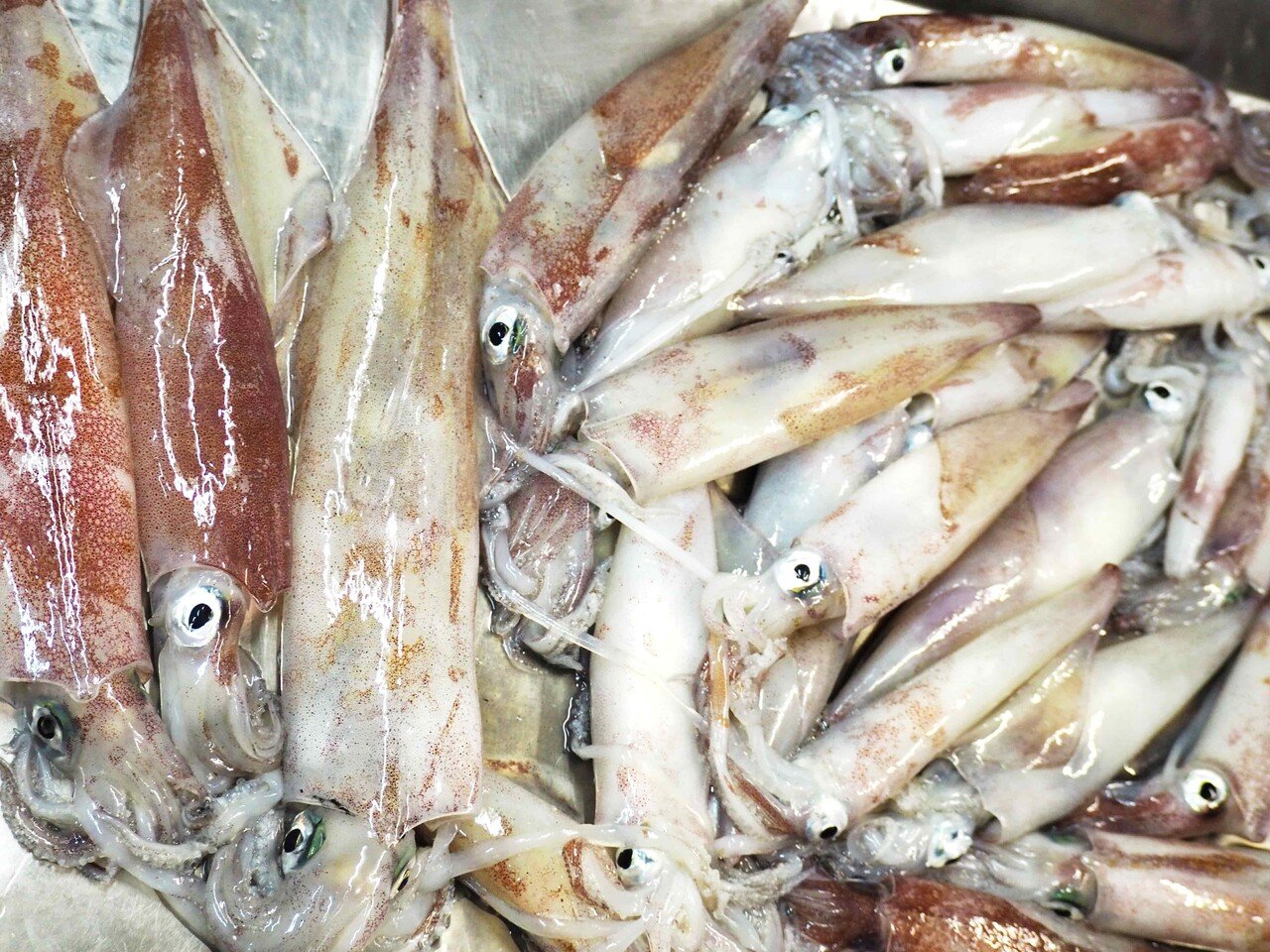 年中出合える 新鮮で旨みたっぷりな宮津の地イカ 宮津市広報