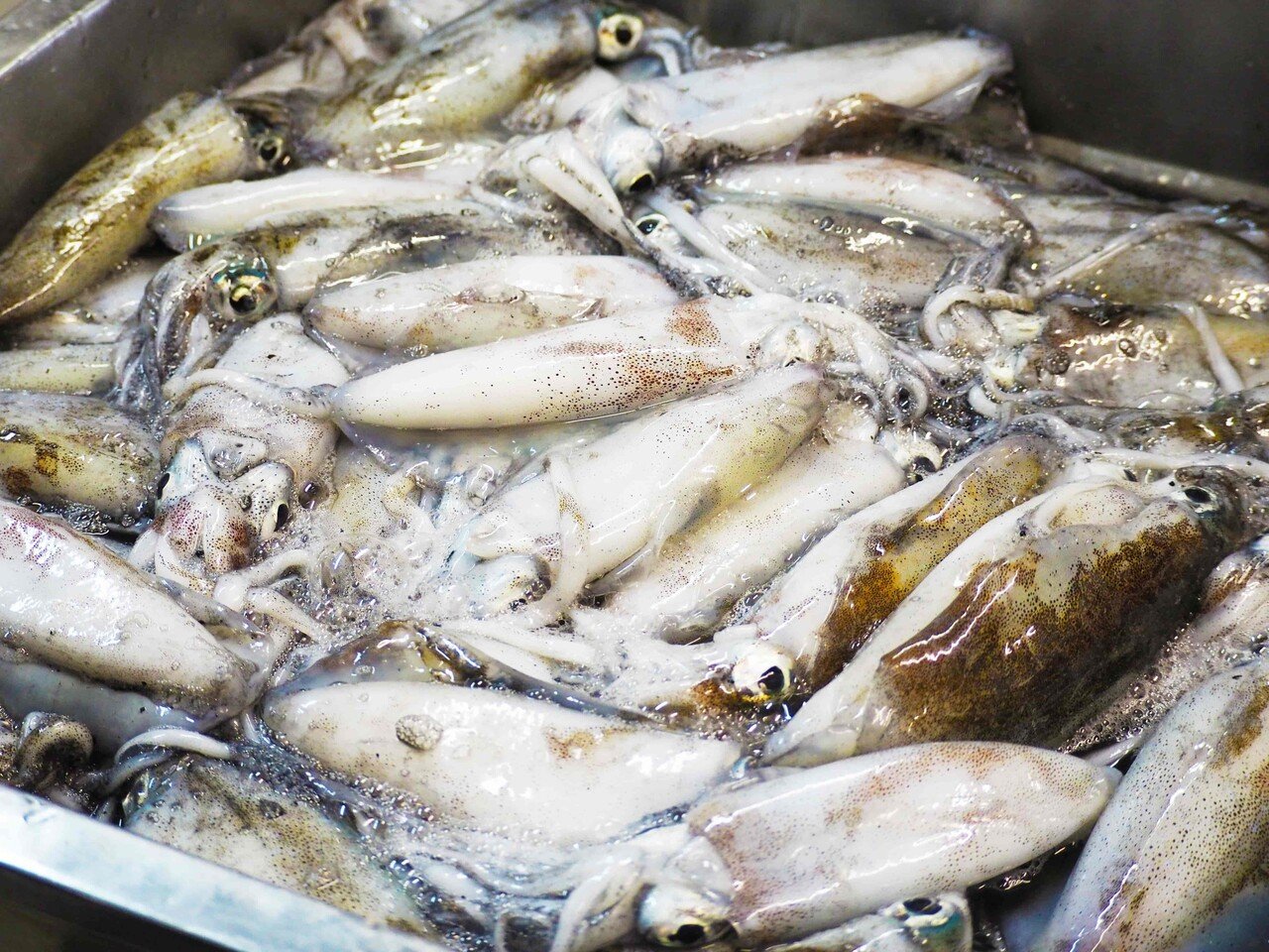 年中出合える 新鮮で旨みたっぷりな宮津の地イカ 宮津市広報